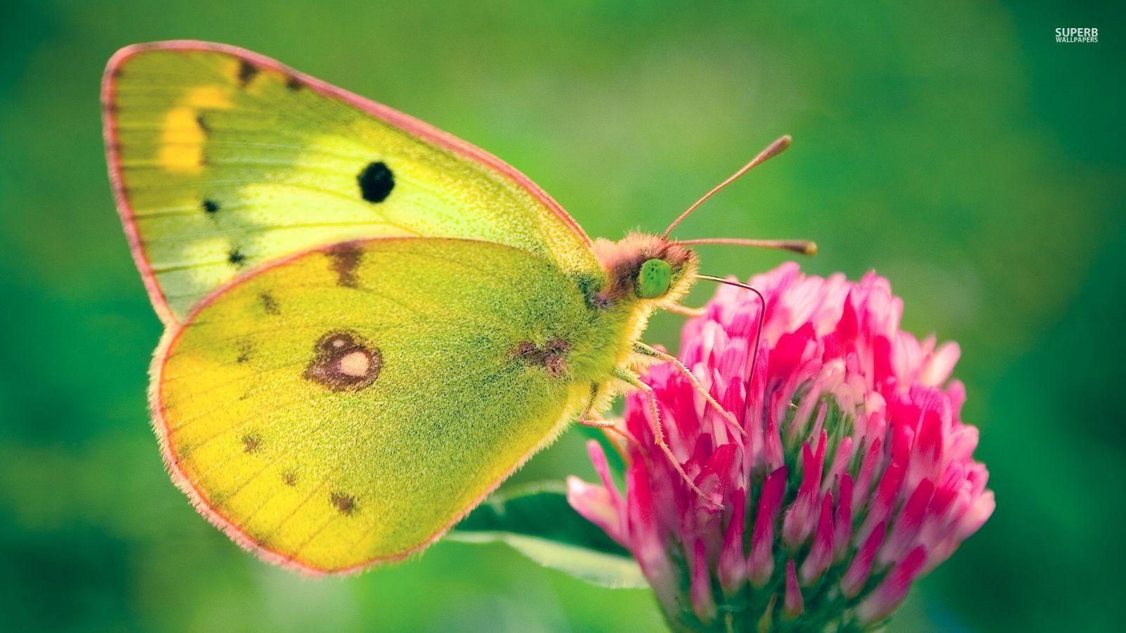 1600x900 Yellow Butterfly