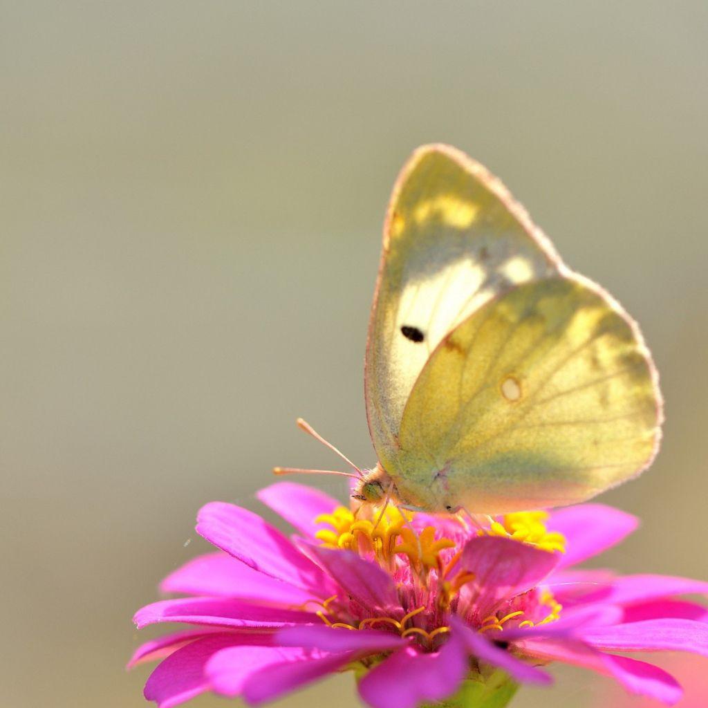1024x1024 Yellow butterfly on pink flower Desktop wallpaper 1024x1024