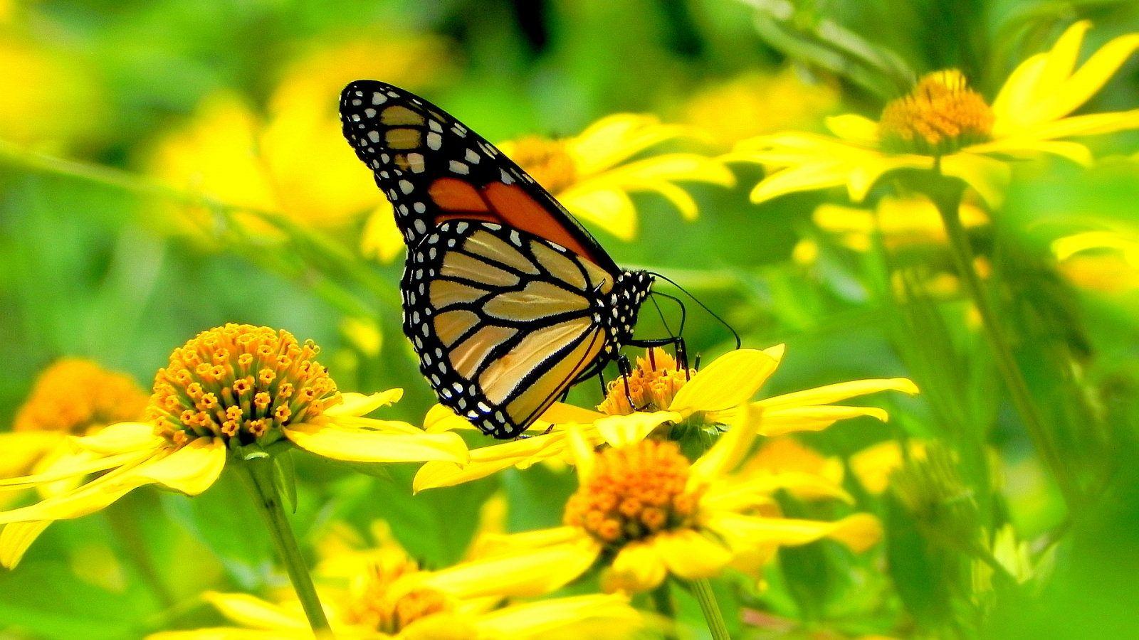 1600x900 Beautiful butterfly yellow flowers [1600x900]