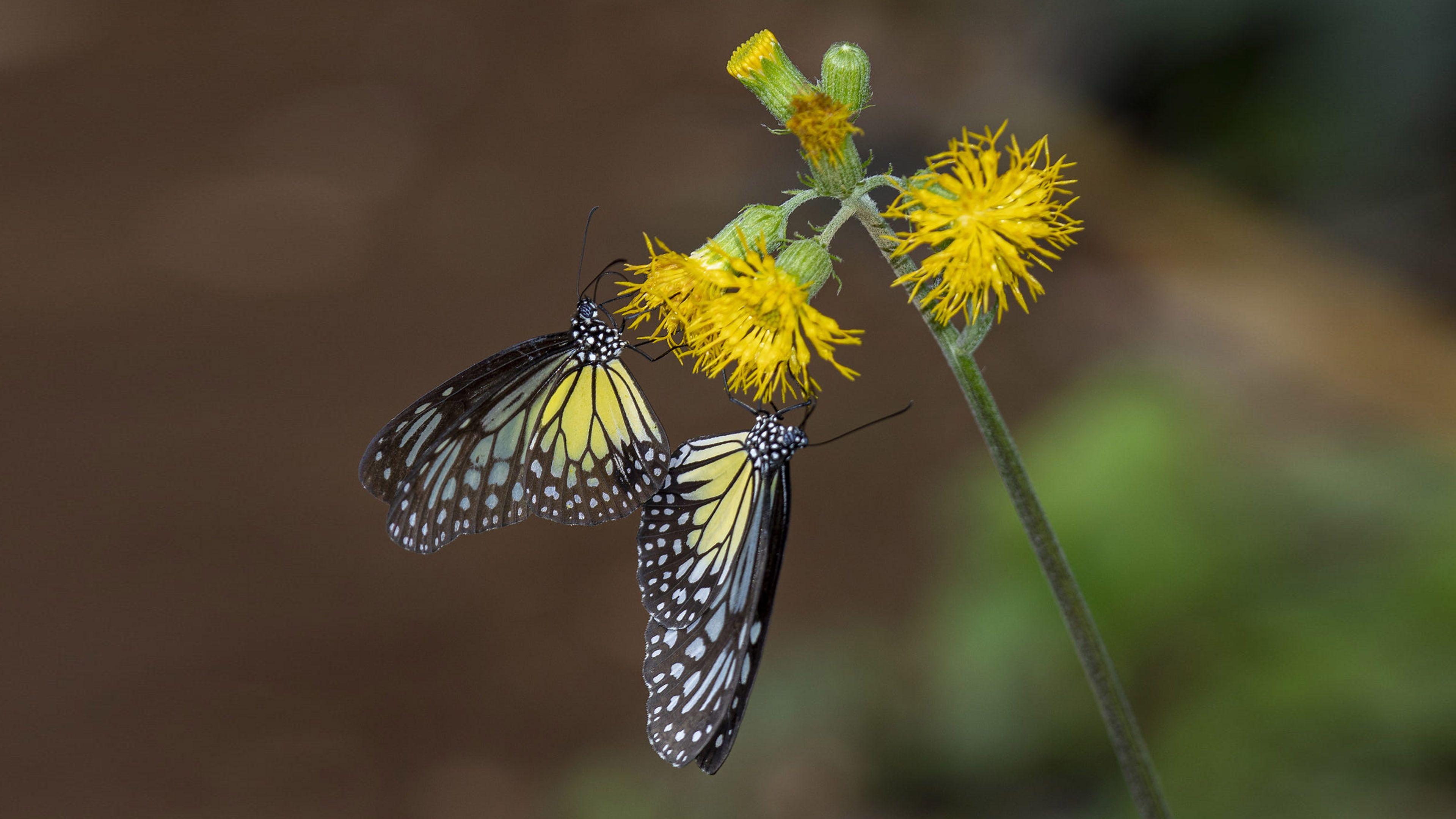 3840x2160 Insect Colorful Butterflies On Yellow Flowers Macro Photography 4k