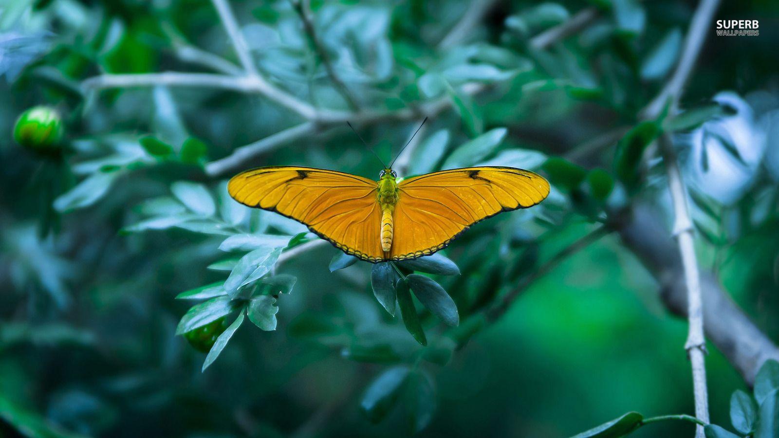 1600x900 Yellow Butterfly