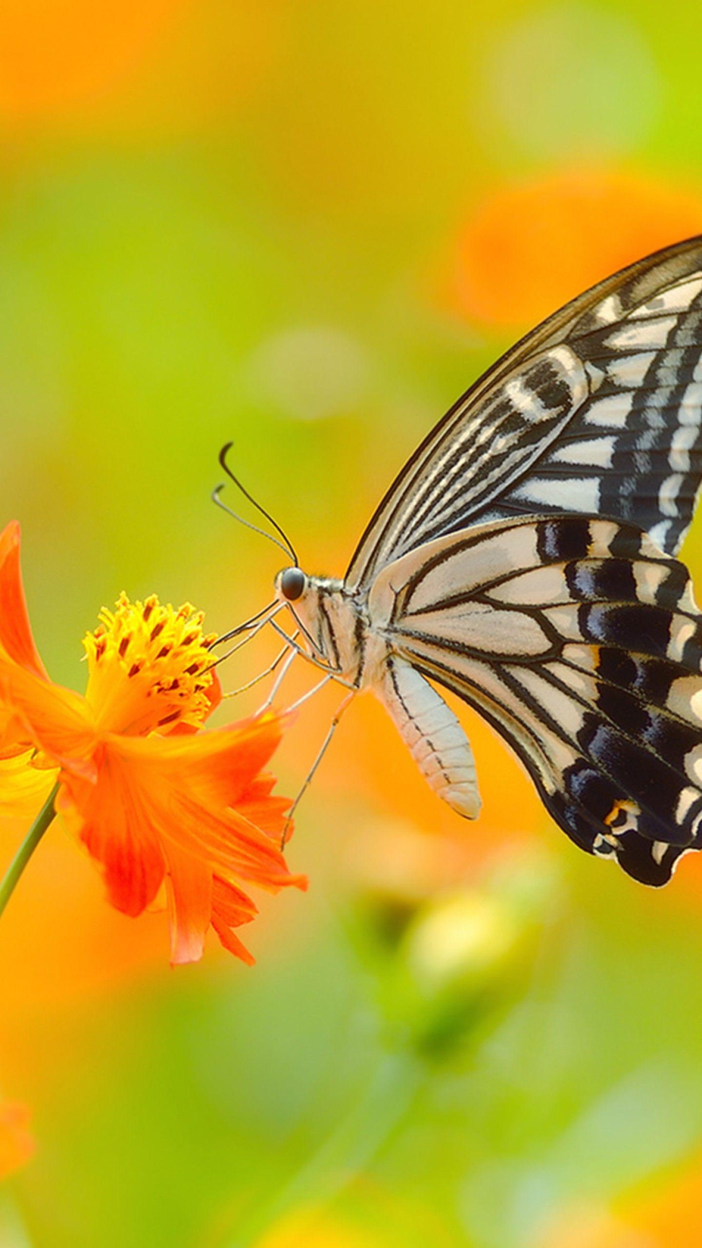 1440x2560 Wallpaper butterfly, 5k, 4k wallpaper, colorful, flowers, yellow