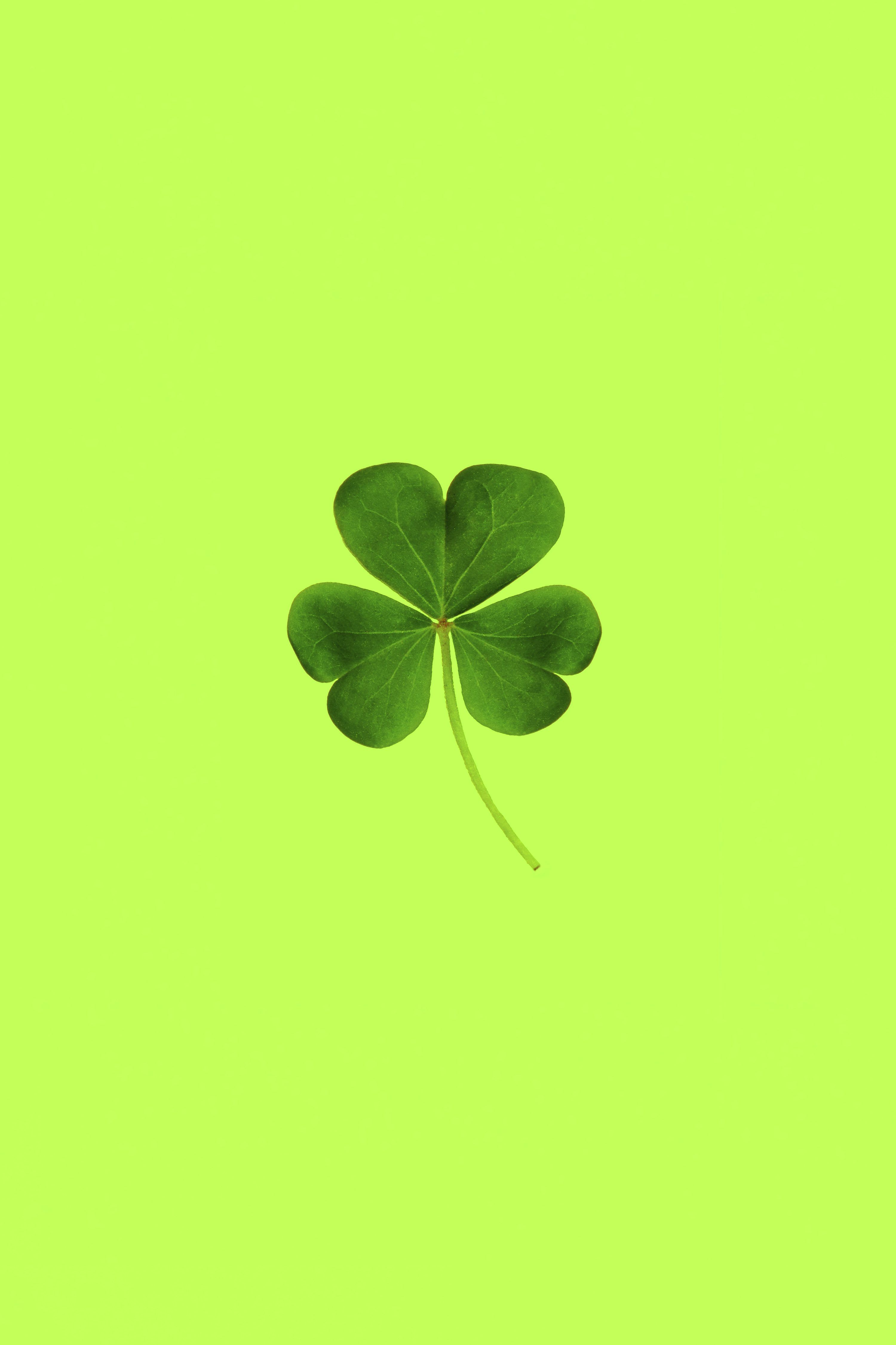 3000x4500 Clover Leaf Picture. Download Free Image