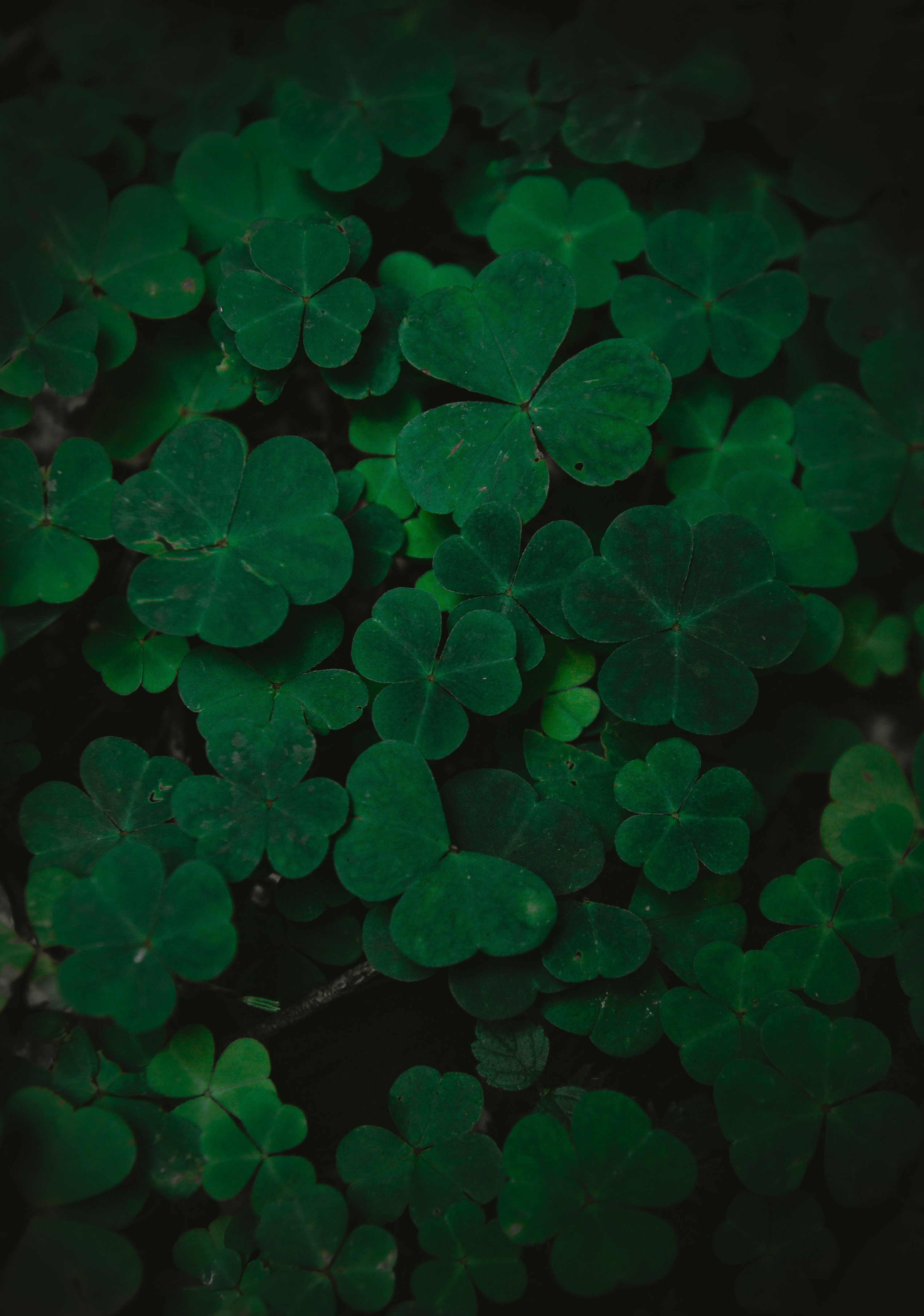 3000x4272 Clover Leaf Picture. Download Free Image