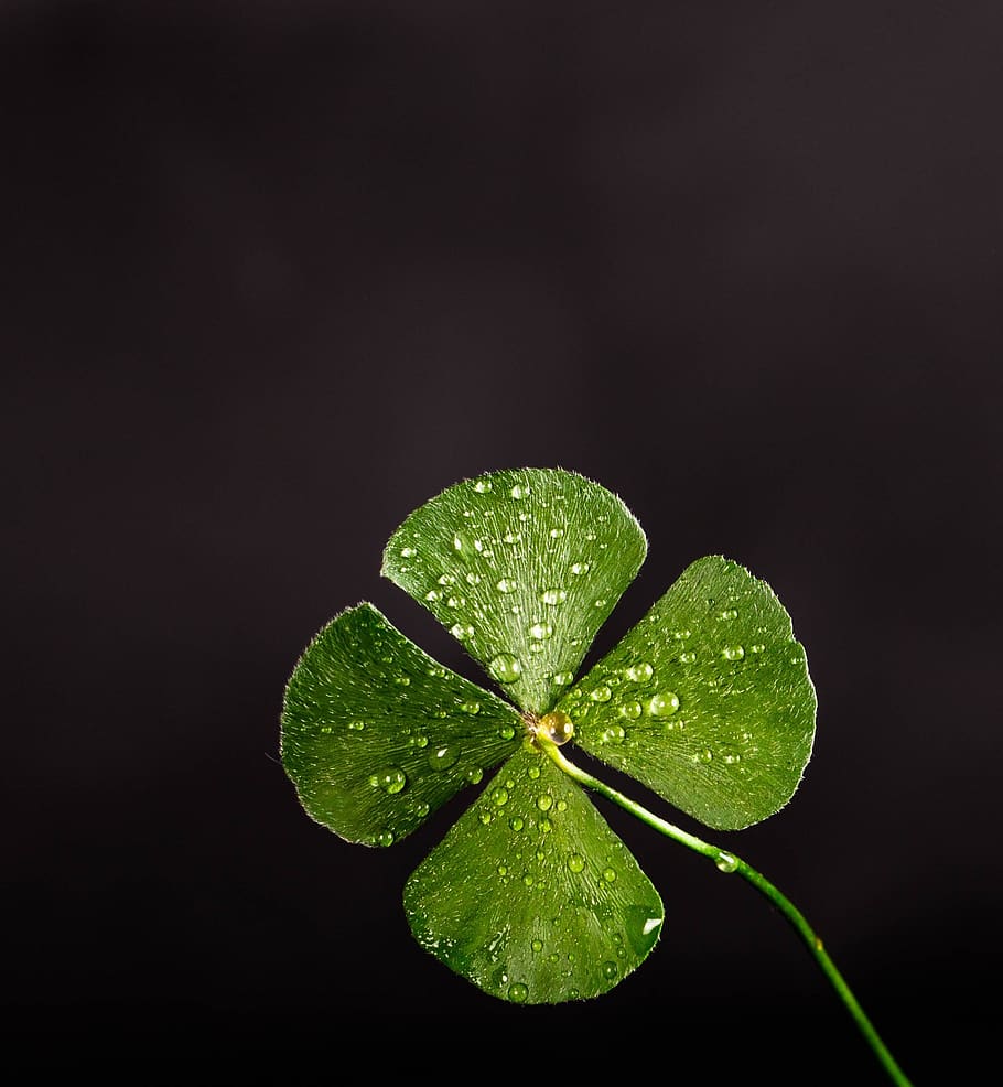 910x986 Lucky clover 1080P, 2K, 4K, 5K HD wallpaper free download