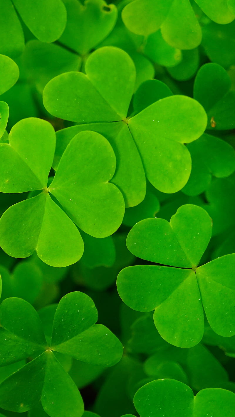 800x1422 Lucky Clover, green, ireland, irish, leaf, leaves, nature, shamrock, stpatrick, HD phone wallpaper
