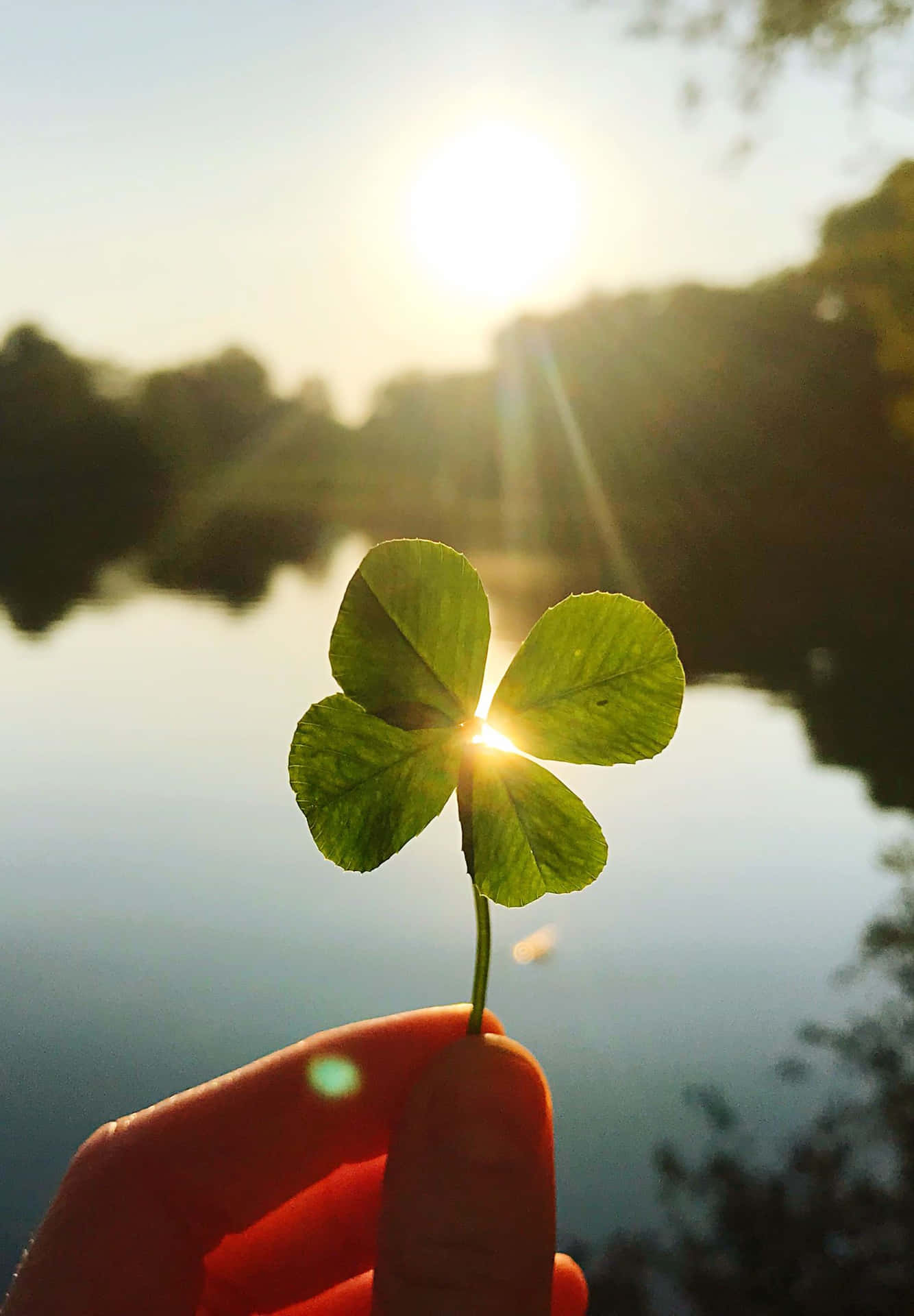 1334x1920 Lucky Leaf Wallpaper