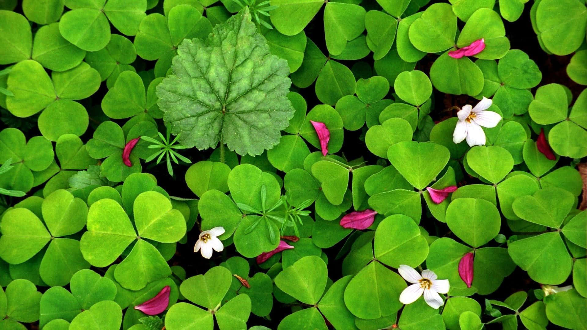 1920x1080 Download Four Leaf Clover Good Luck Charm