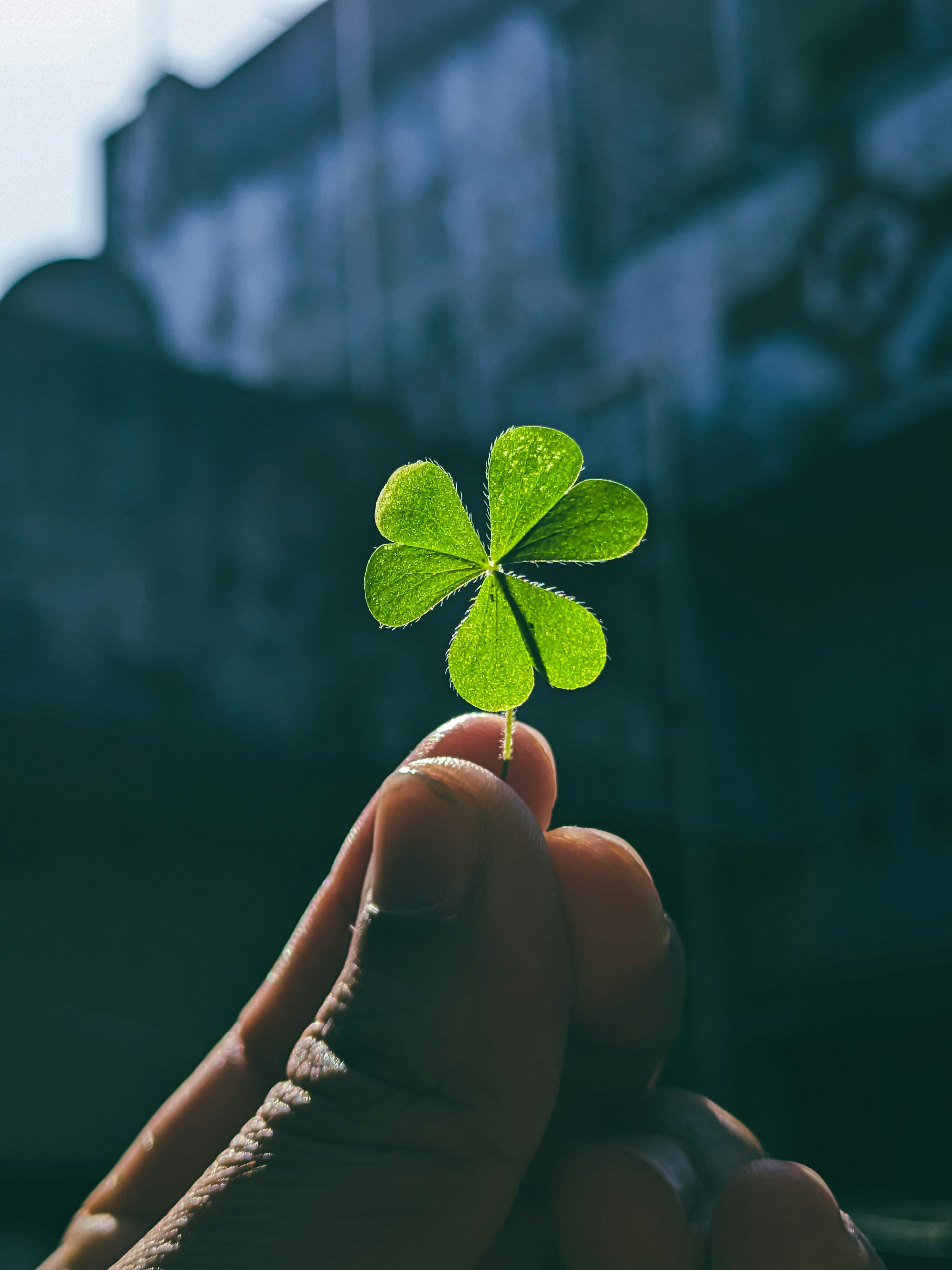 3000x4000 A Hand Holds A Four Leaf Clover. Photo