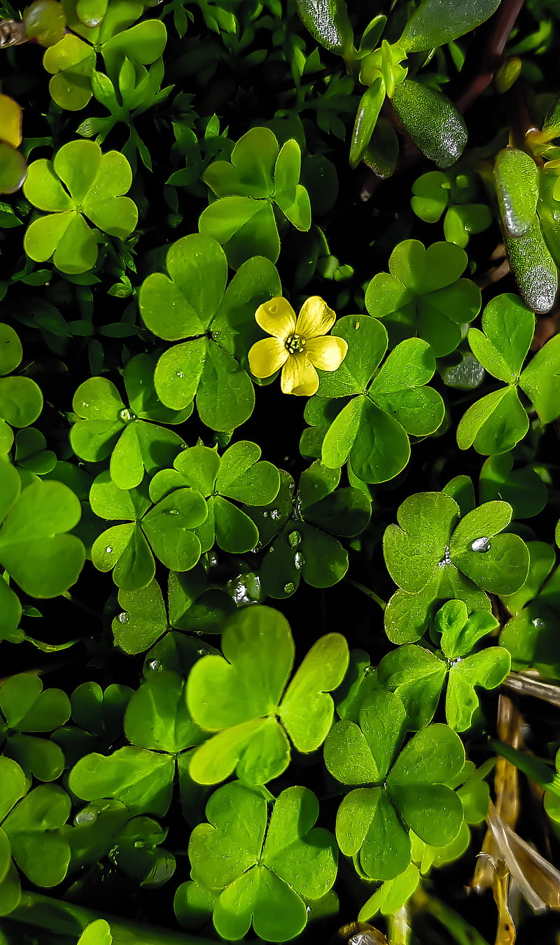 800x1349 HD lucky leaves wallpaper