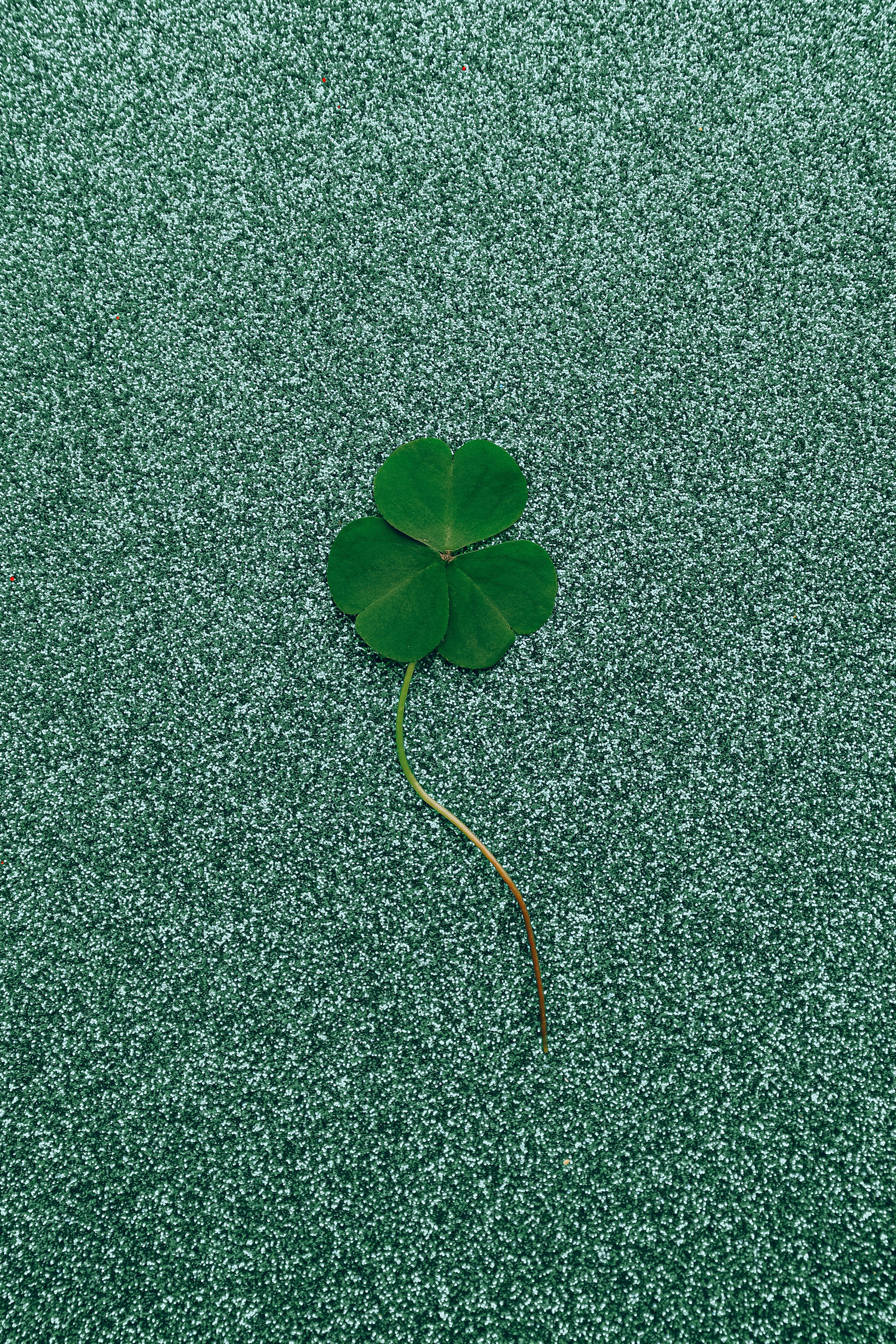 3797x5695 Clover on Glitter Background · Free