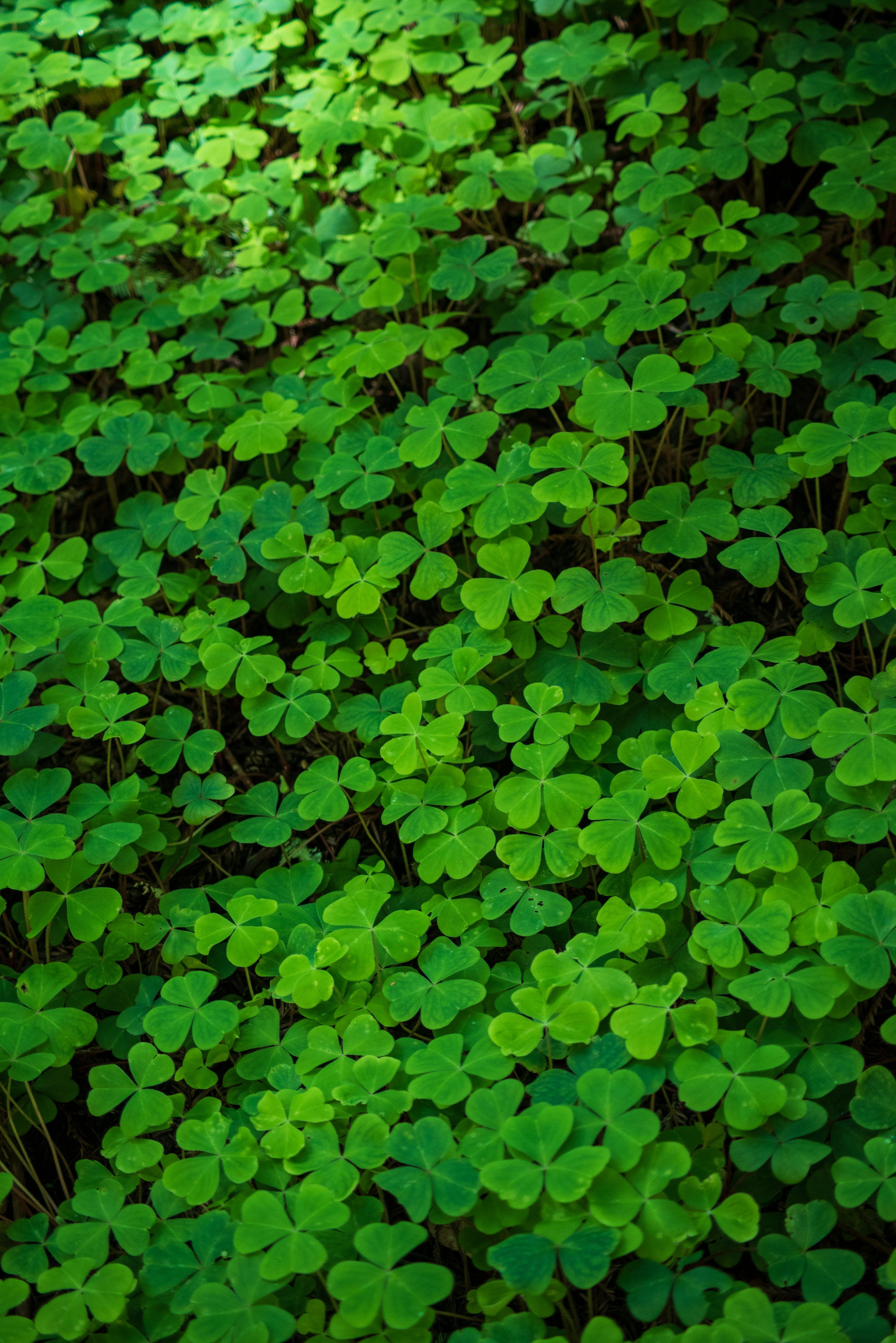 3000x4494 Clover Leaf Picture. Download Free Image