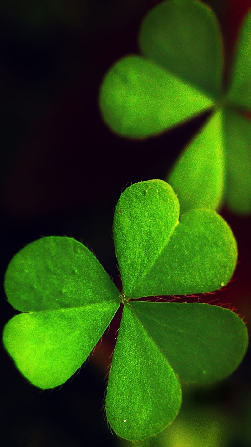 800x1423 Three Leaf Clover, close up, green, luck, macro, shamrock, HD phone wallpaper