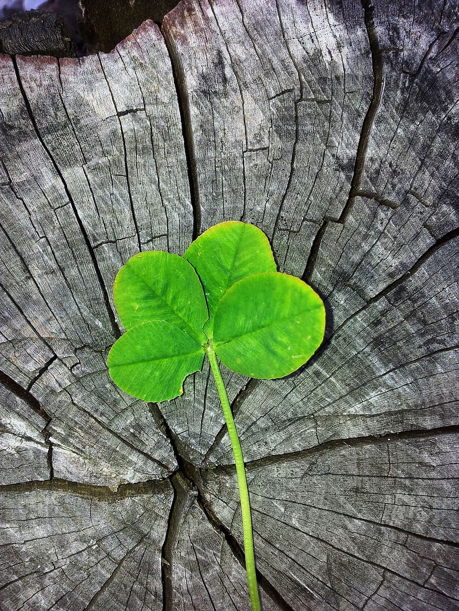 910x1213 close, photo, green, leaf, four leaf clover, luck, lucky charm, shamrocks