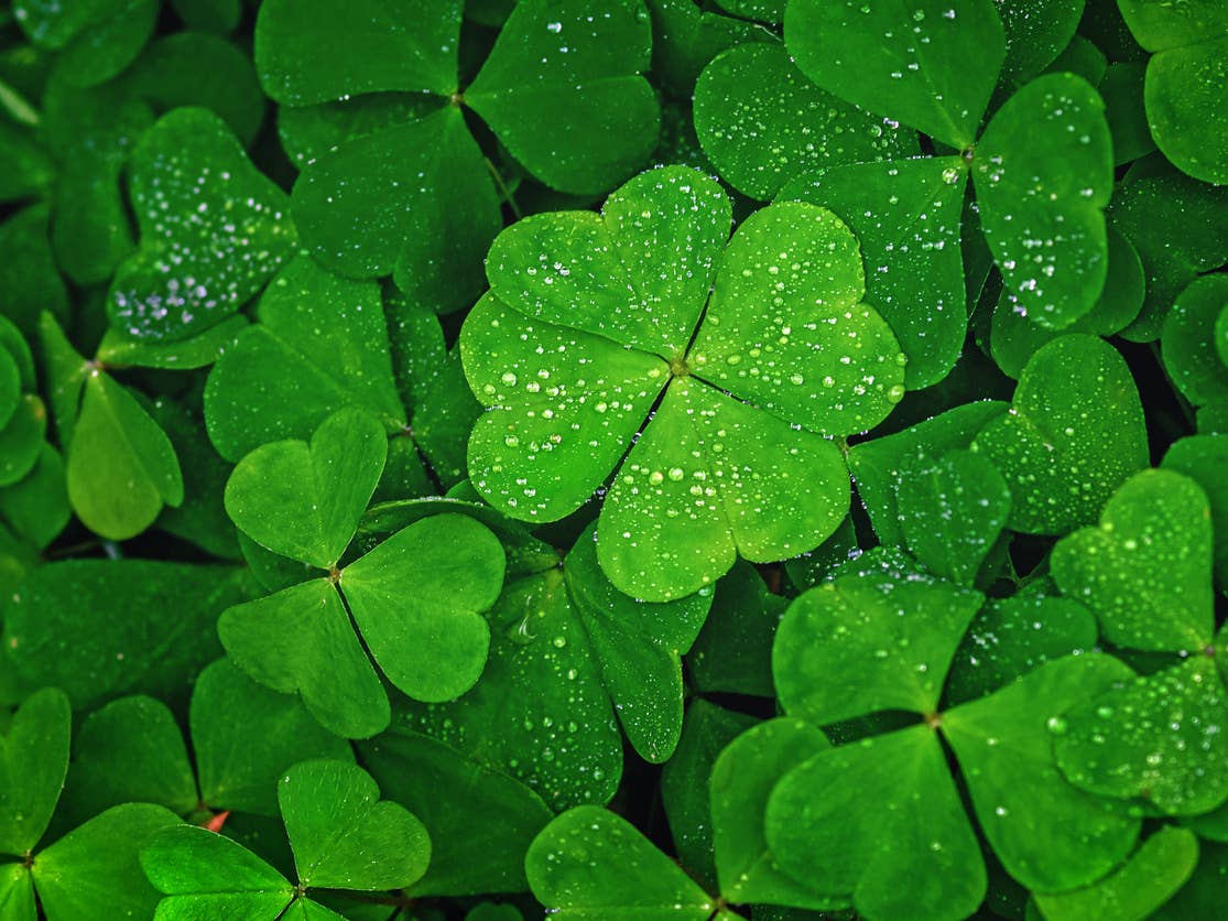 1115x836 Four Leaf Clovers: Meaning And Odds Of Finding One