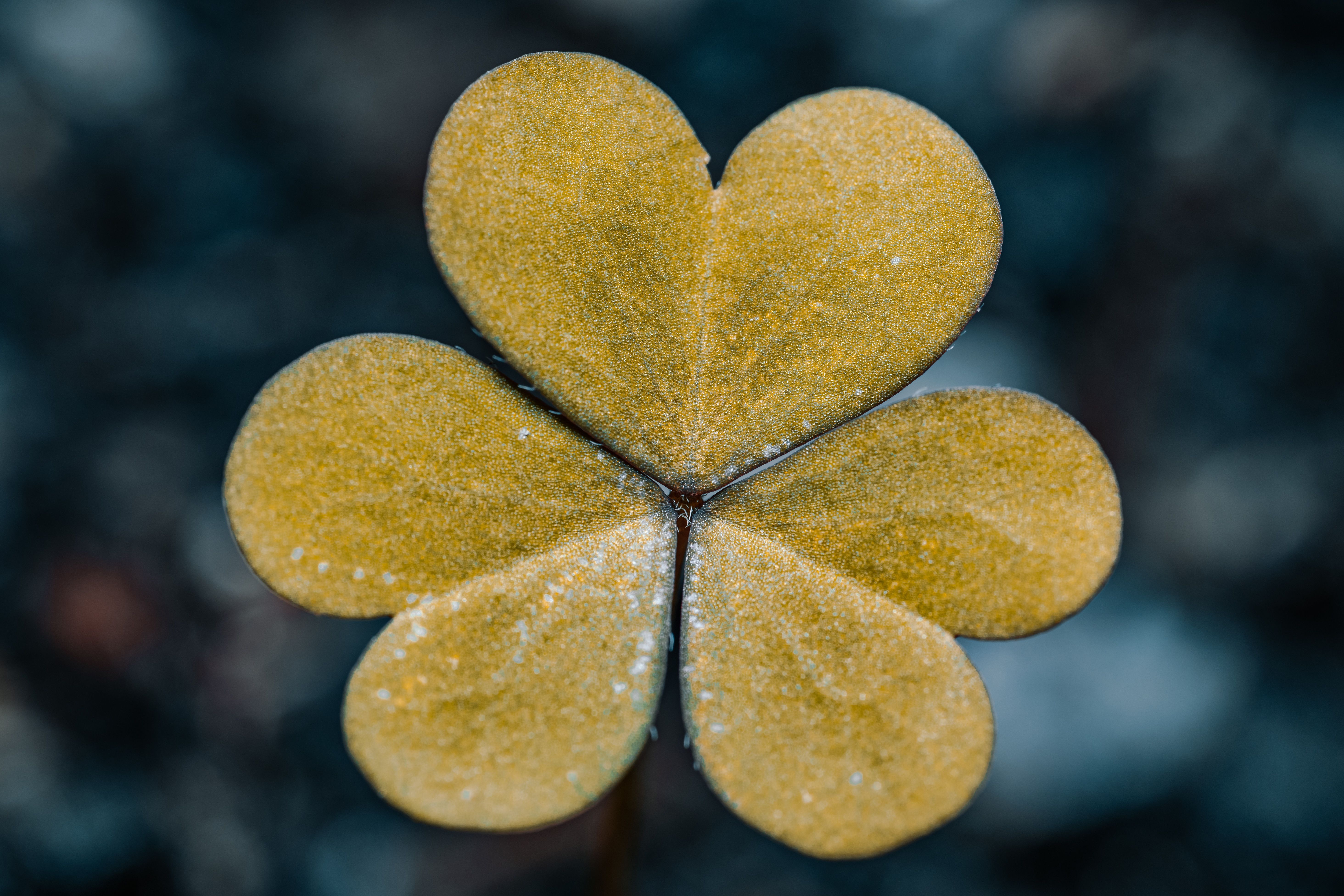 5856x3904 Clover Leaf Photo, Download The BEST Free Clover Leaf & HD Image