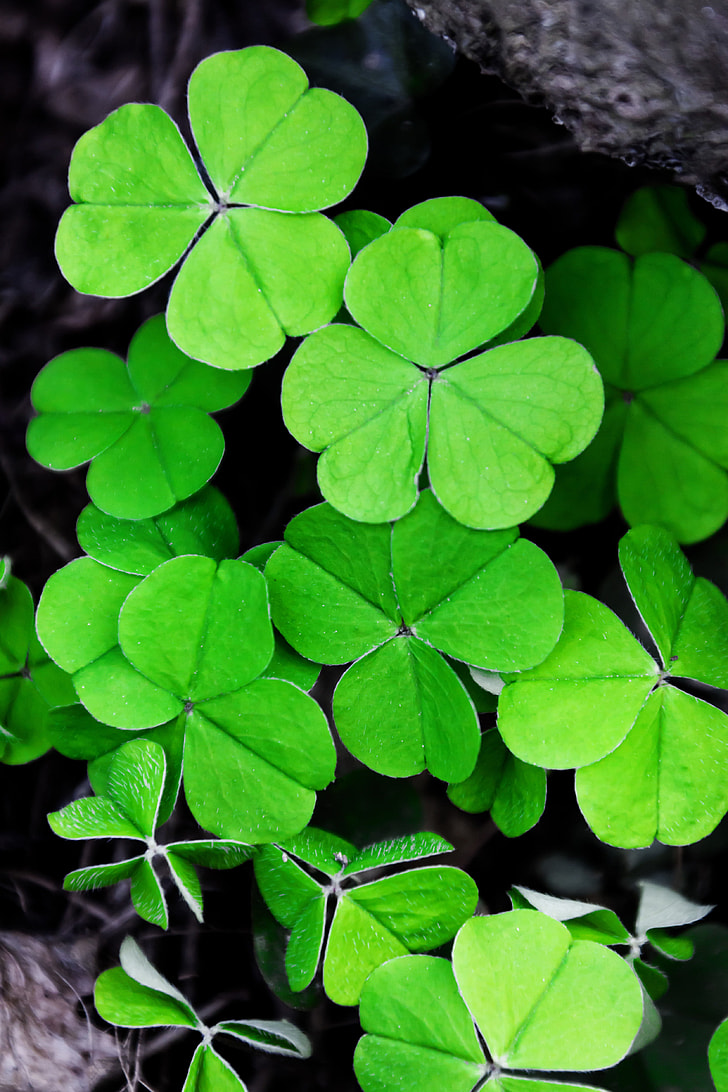 728x1092 Royalty Free Lucky Clover Photo