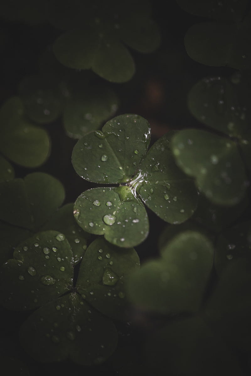 800x1200 HD drops on clover wallpaper