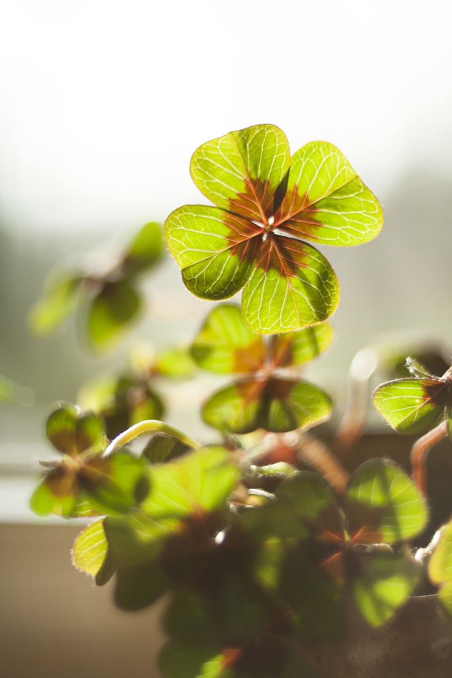 910x1365 luck, klee, four leaf clover, plant, vierblättrig, lucky clover, symbol, nature