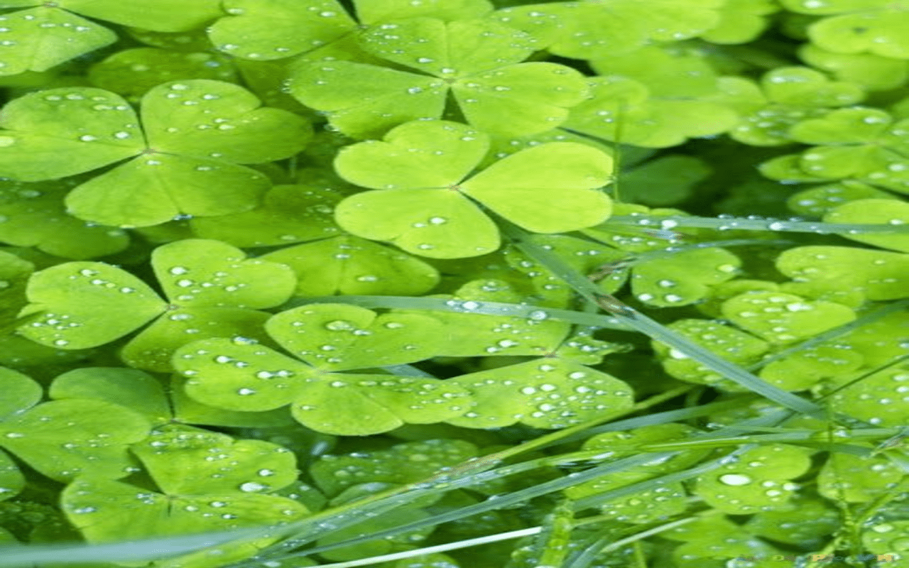 1280x800 Lucky four leaf clover wallpaper Web Store