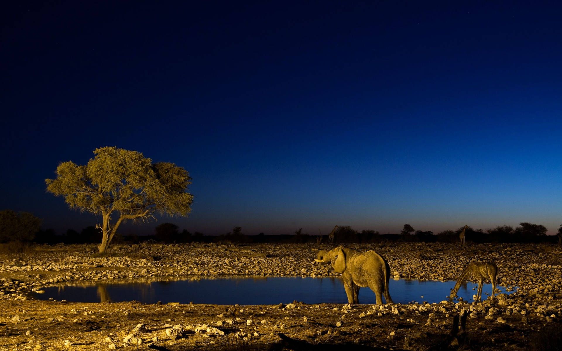 1920x1200 Download South Africa Animals At Night Wallpaper