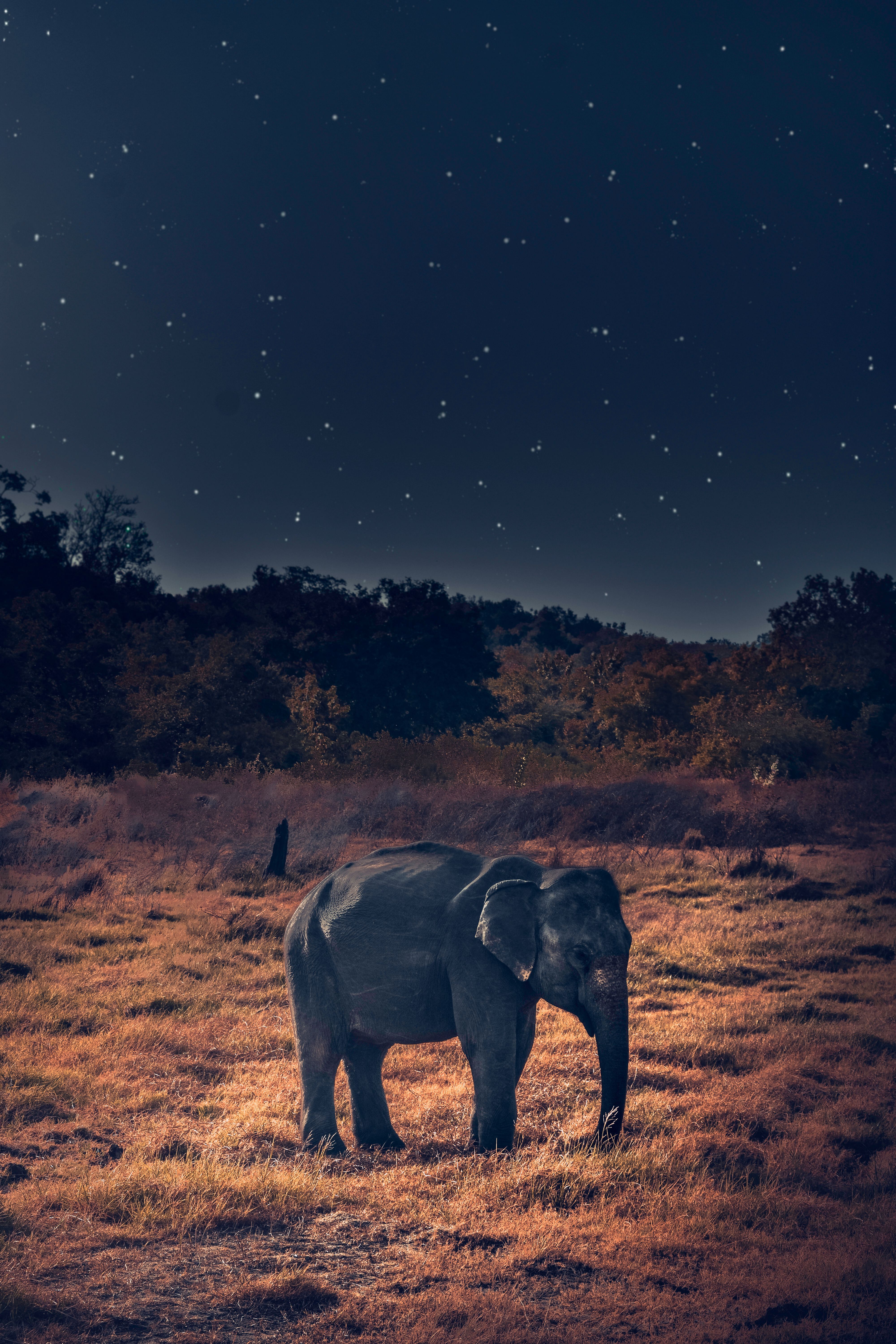 4000x6000 African Night Photo, Download The BEST Free African Night & HD Image