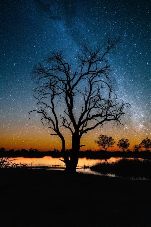 493x740 Africa night Image