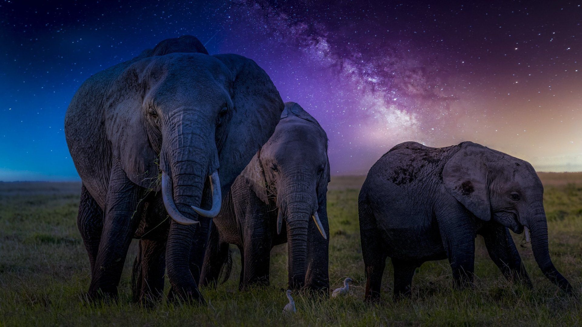 1920x1080 African Bush Elephants at Night HD Wallpaperx1152