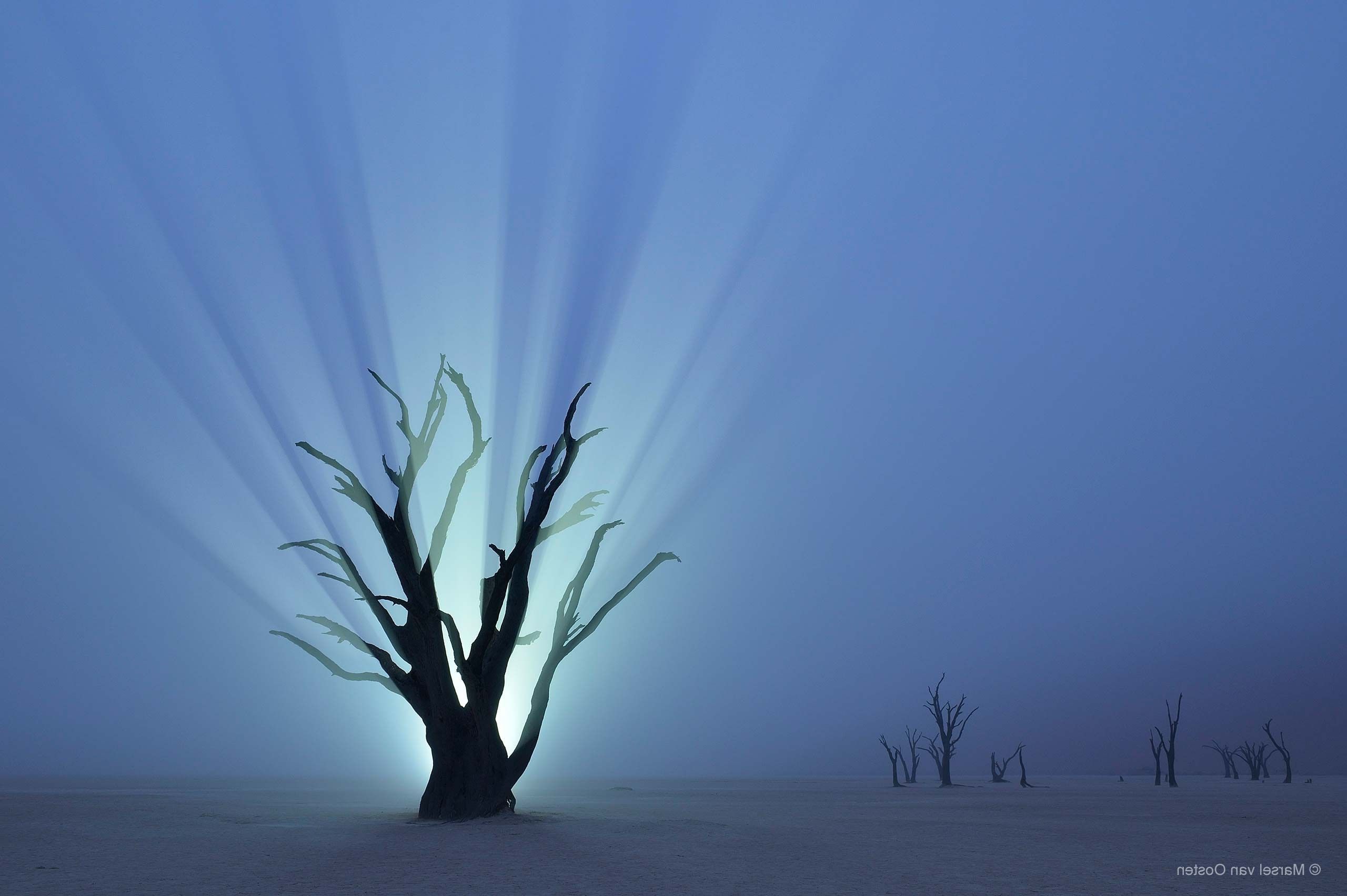2560x1703 nature, Trees, Branch, Desert, Namibia, Africa, Night, Lights, Mist, Horizon Wallpaper HD / Desktop and Mobile Background