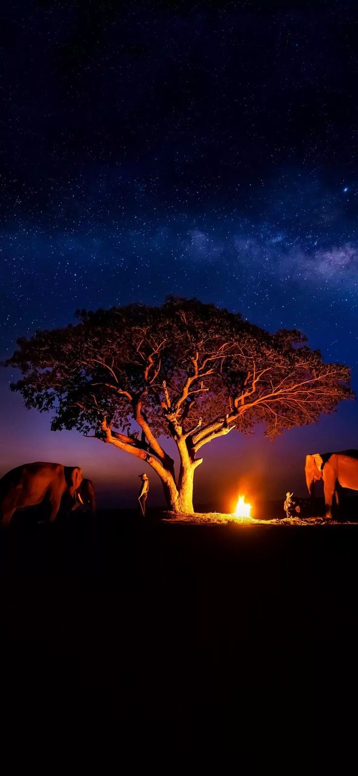 736x1594 Singapore zoo offers you a night Safari! ❤️
