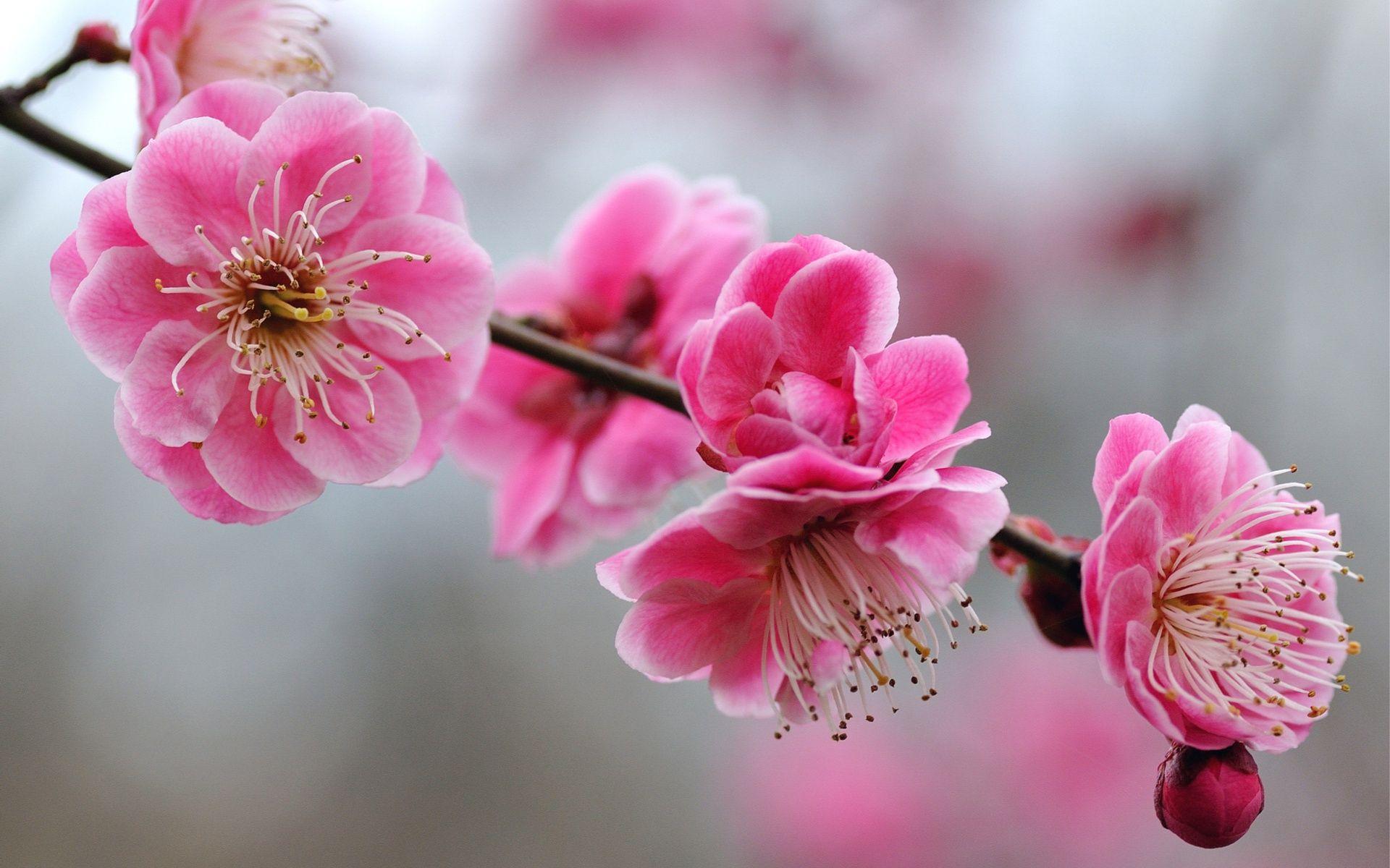 1920x1200 Cherry Blossom Tree Wallpaper