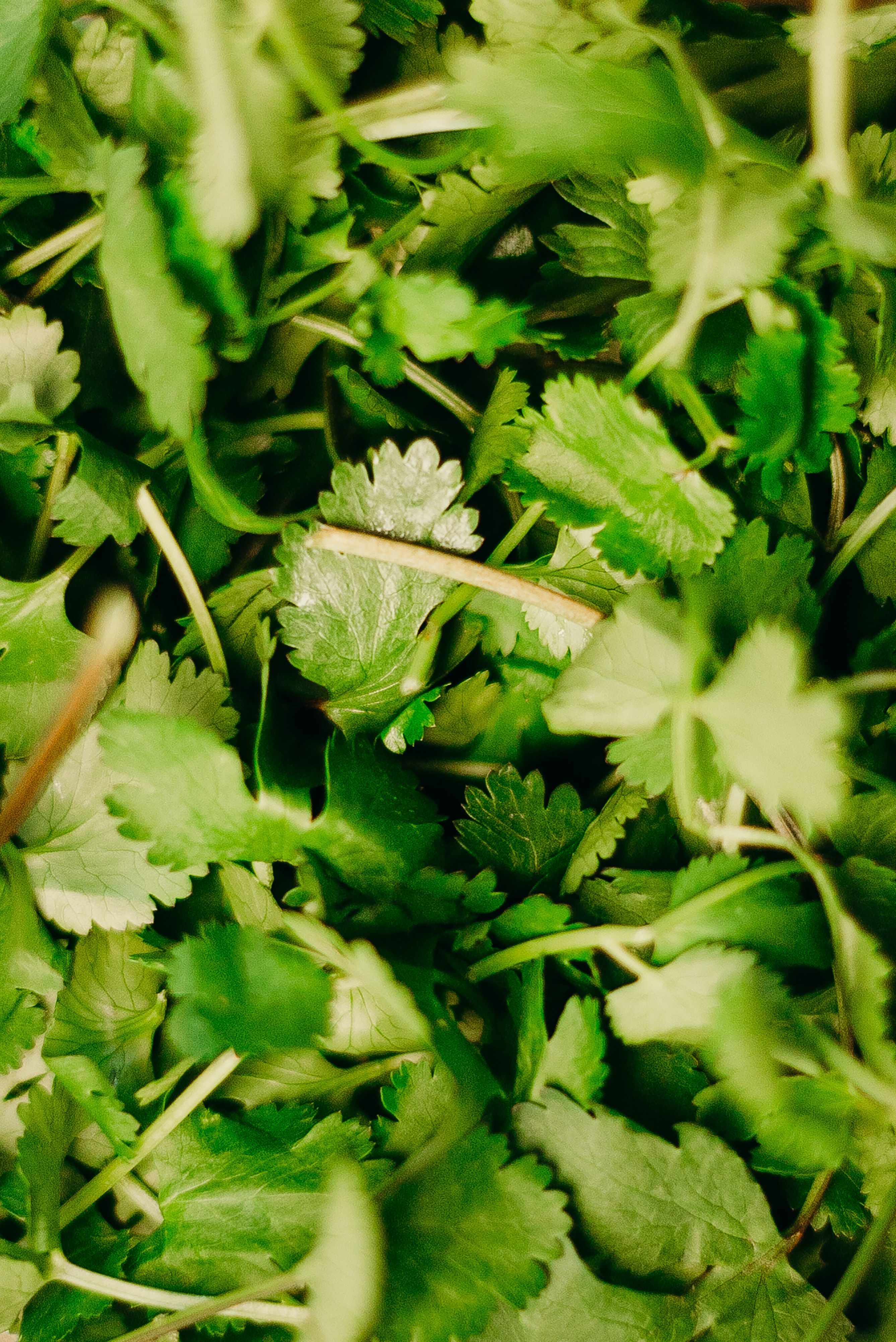 2675x4005 Cilantro Photo, Download The BEST Free Cilantro & HD Image
