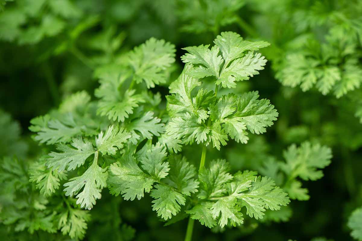 1200x800 of the Best Types of Cilantro. Gardener's Path