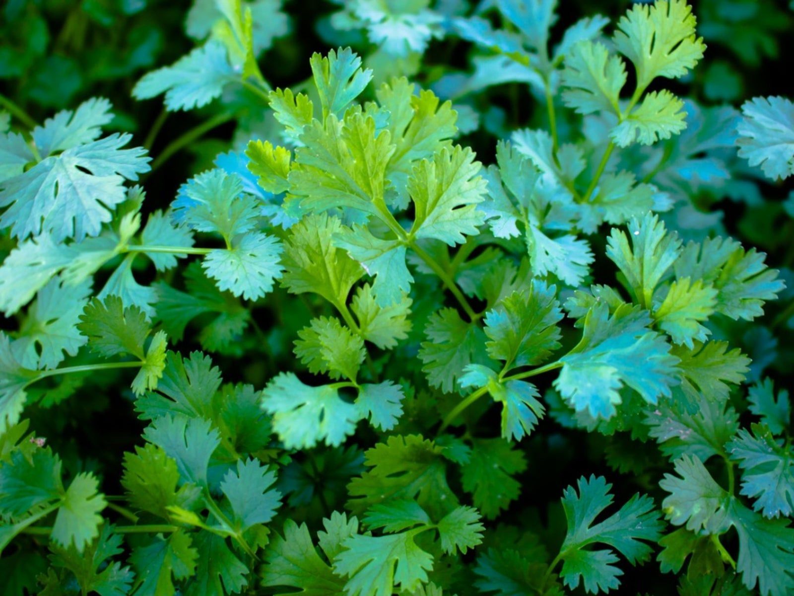 1600x1200 Powdery Mildew On Cilantro Leaves To Treat Powdery Mildew Of Cilantro. Gardening Know How
