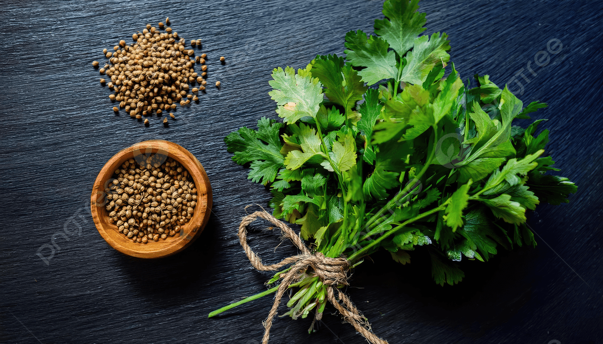 1200x686 Fresh Cilantro Bunch And Coriander Seeds On Dark Background, Cilantro, Coriander, Seeds Background Image And Wallpaper for Free Download