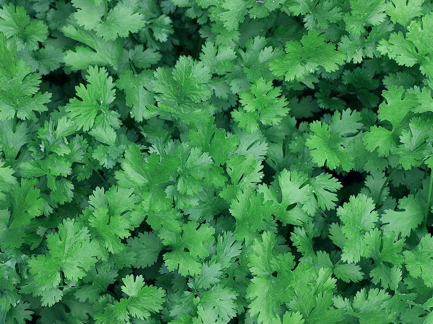 1400x1050 Cilantro vs. Parsley: What's the Difference?