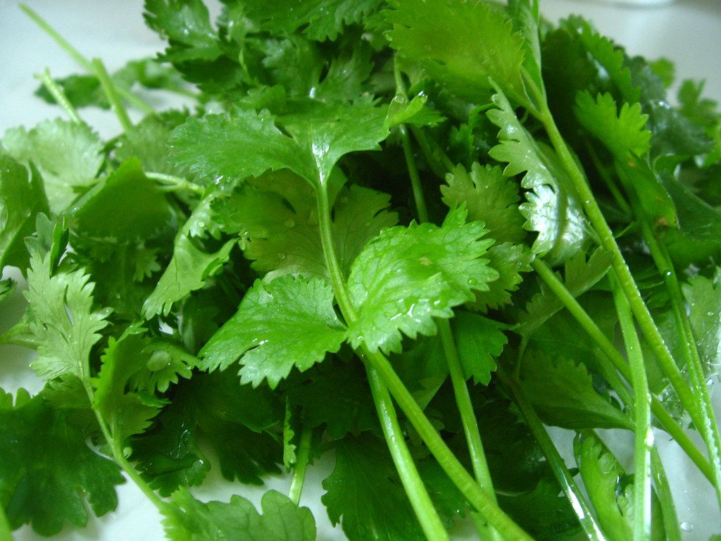 1024x768 Garden fresh cilantro. This went into our bean & barley chi