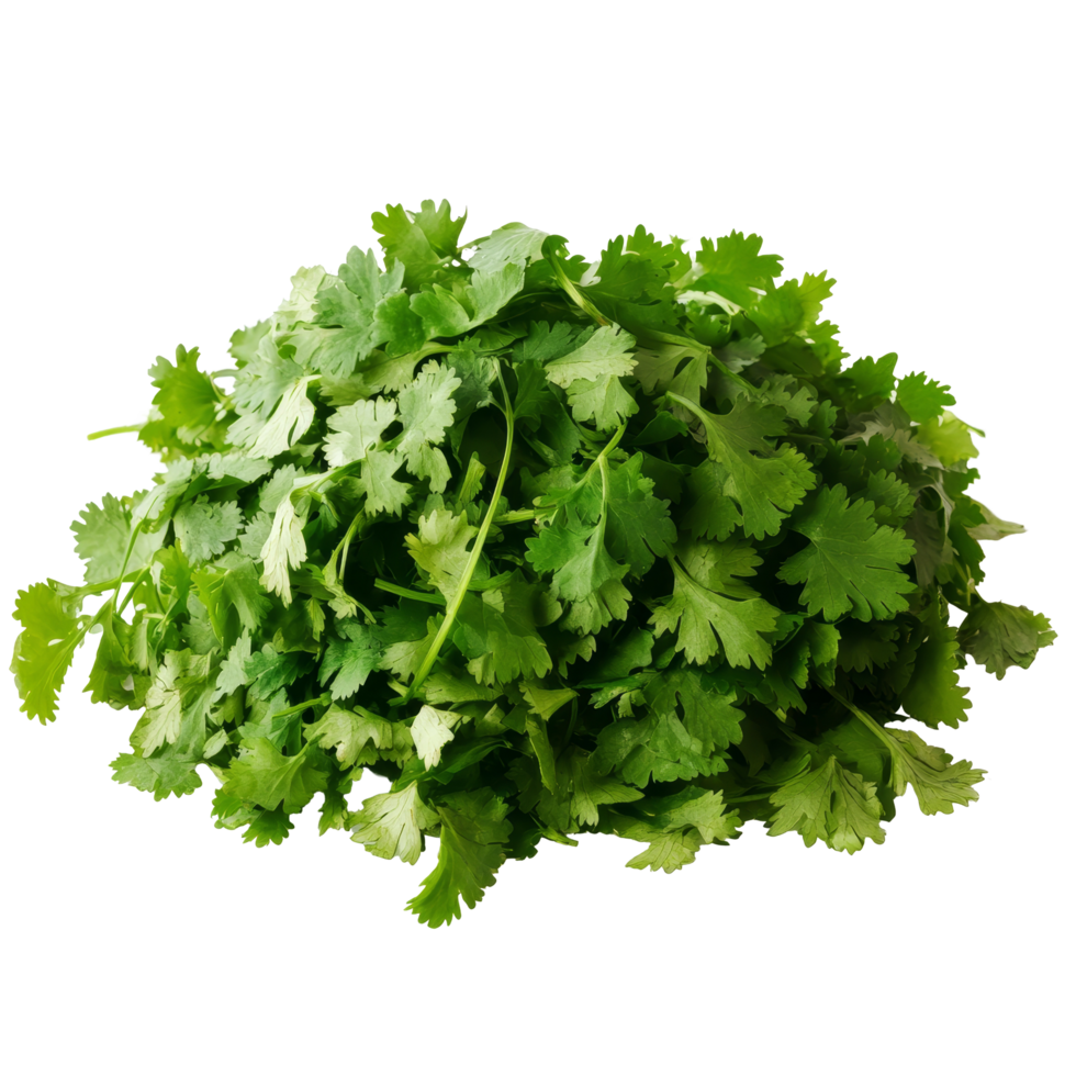 980x980 Fresh cilantro pile on a transparent background showcasing its vibrant green color and unique leaf shape for culinary uses, Cilantro vegetable food ingridient transparent background 55325430 PNG