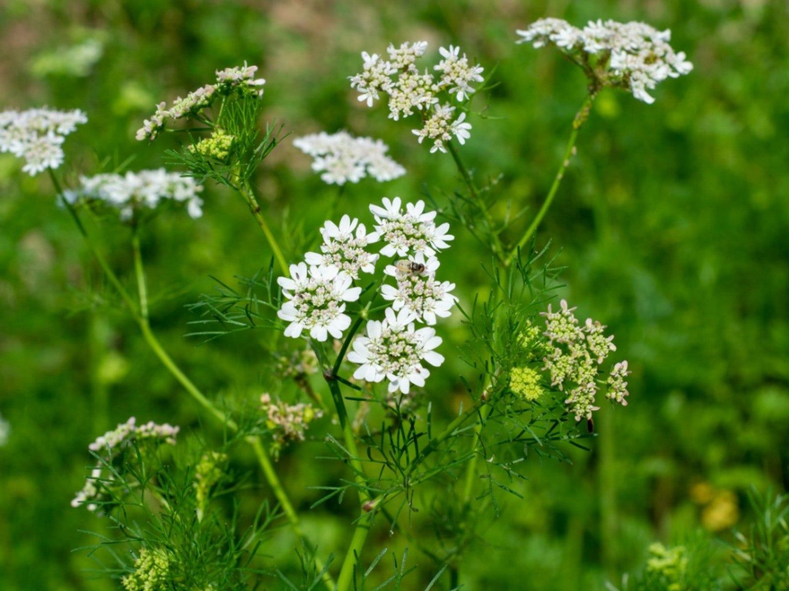 1600x1200 Cilantro Bolting: Why Cilantro Flowers And How To Prevent It. Gardening Know How