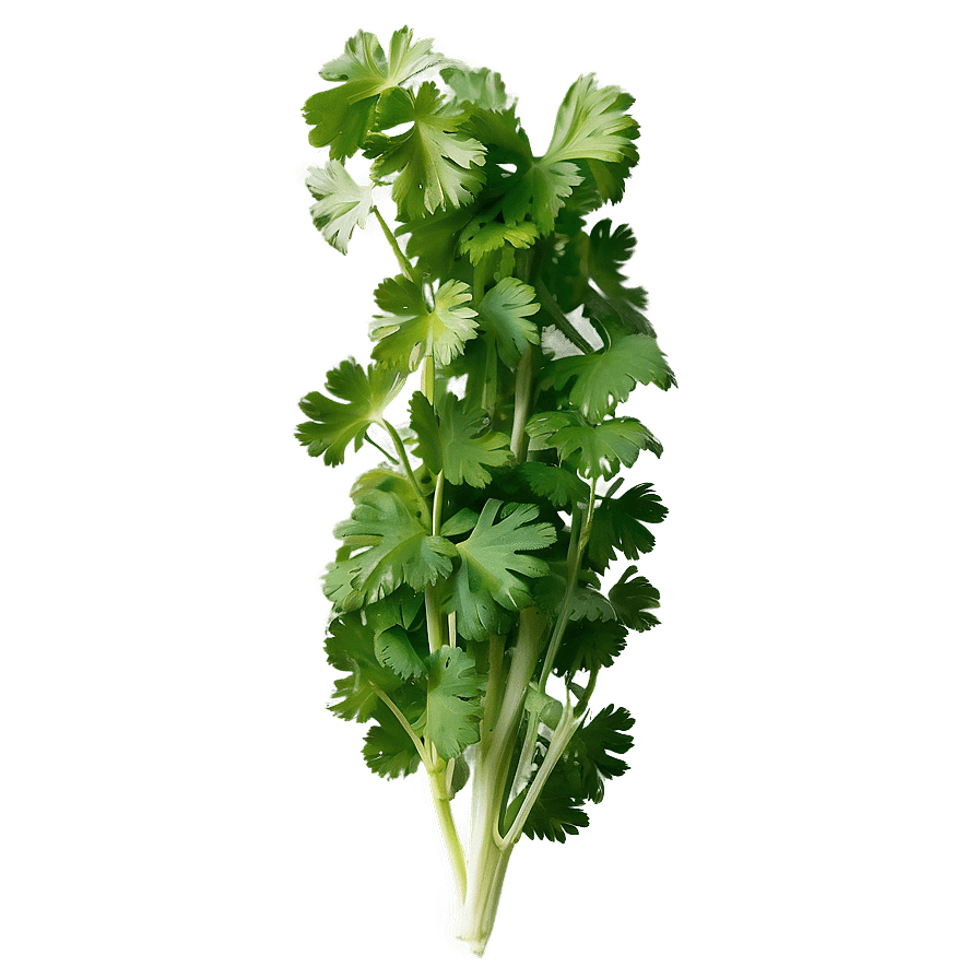 896x896 Cilantro Png Image