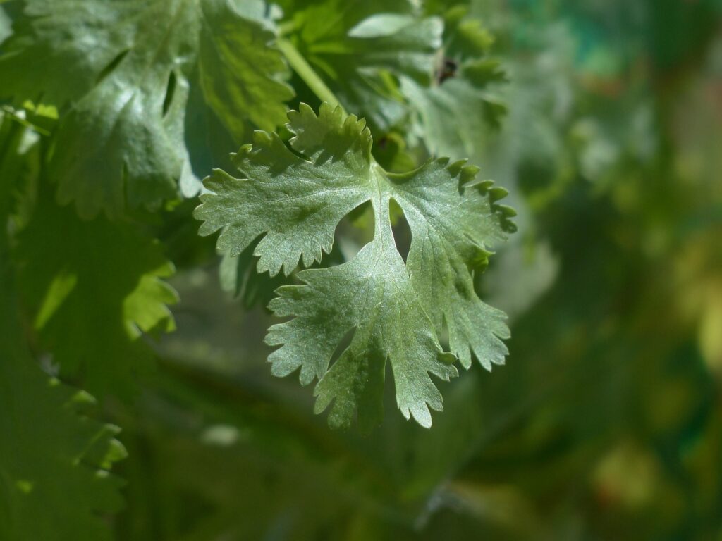 1024x768 Fresh Cilantro: Botanical Insights, Culinary Magic & Preservation Tips Flavor Facts