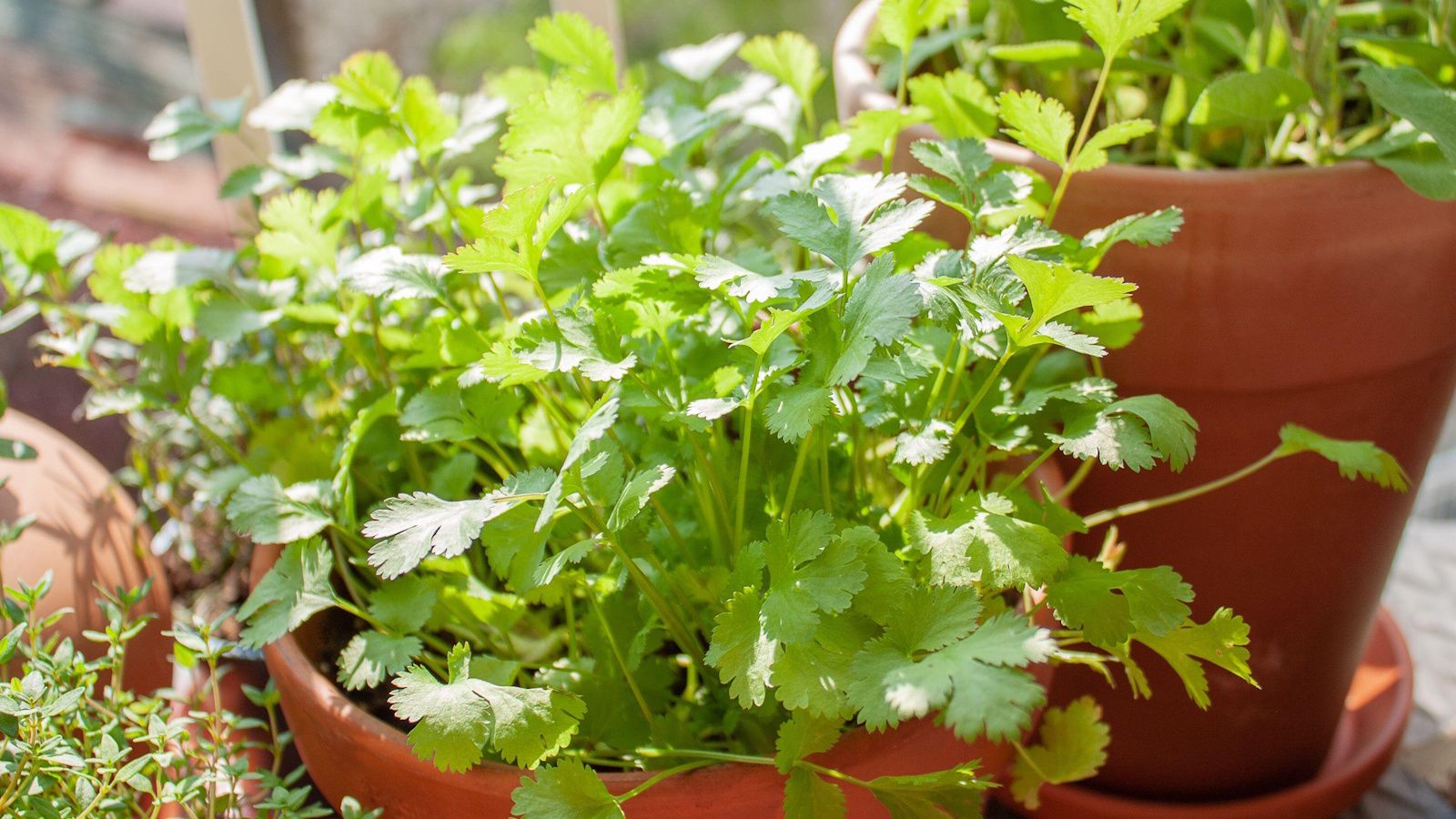 1600x900 How to grow cilantro from cuttings: 3 simple steps. Homes and Gardens