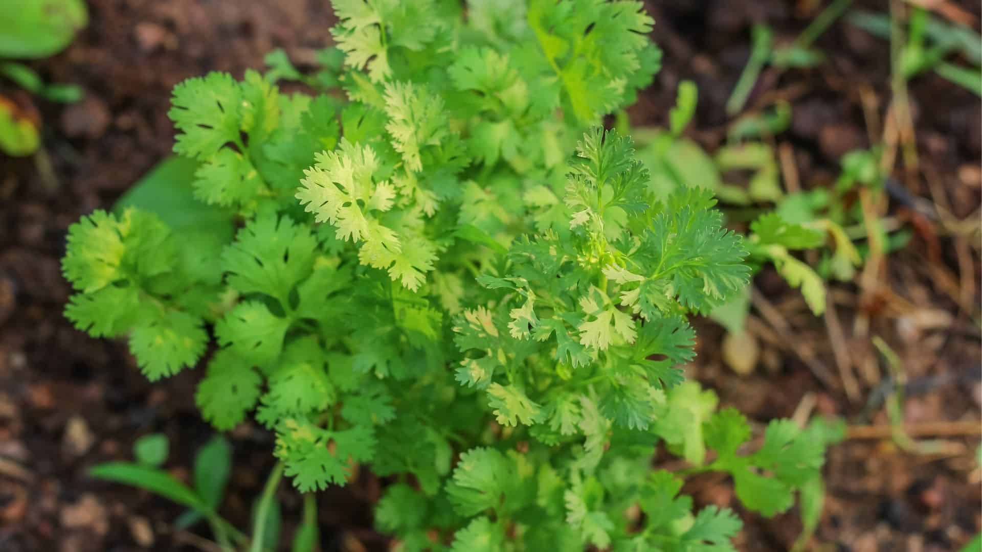 1920x1080 Cilantro Seed (Coriandrum sativum)