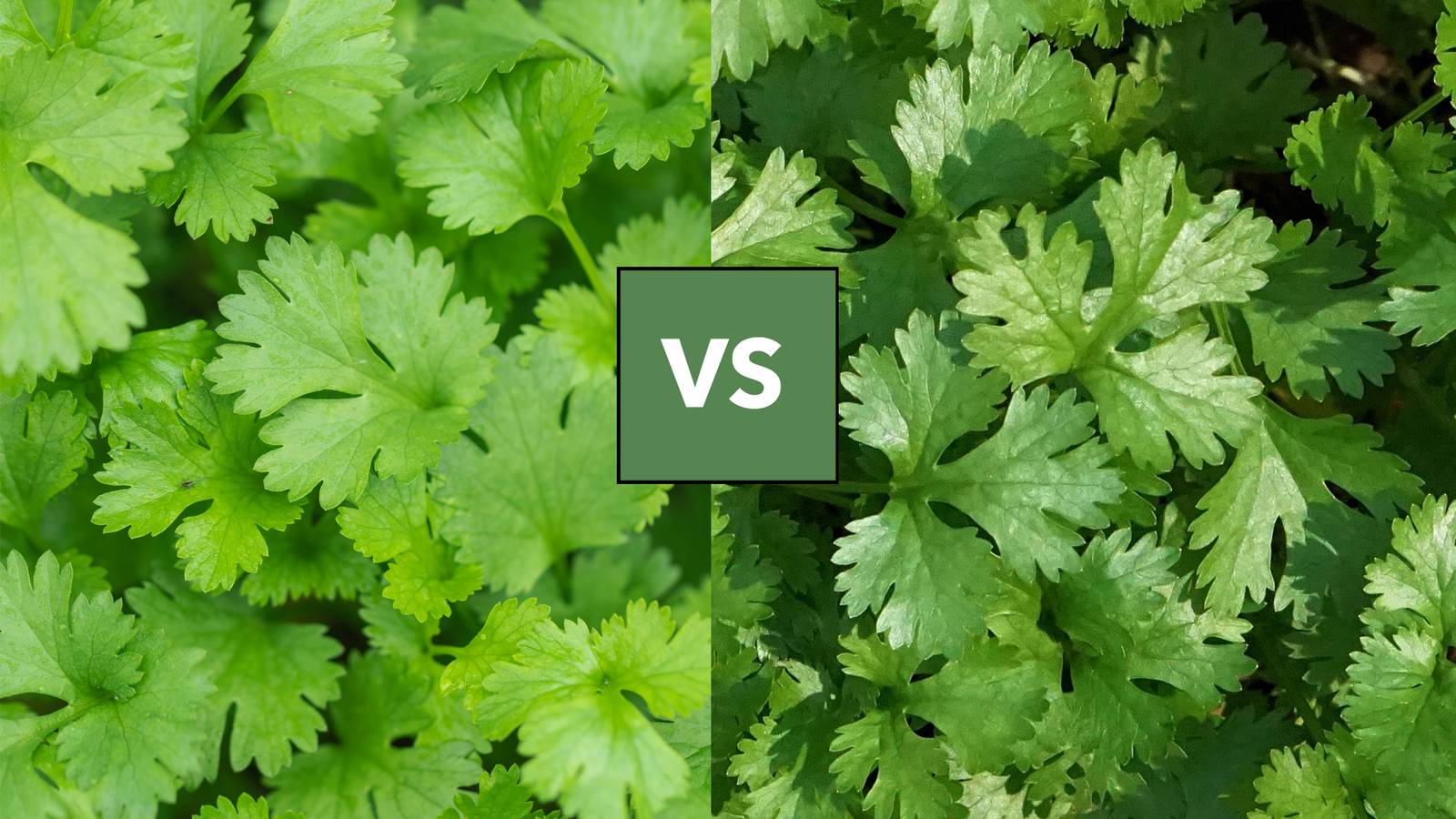 1600x900 Cilantro vs Coriander: What's The Difference?