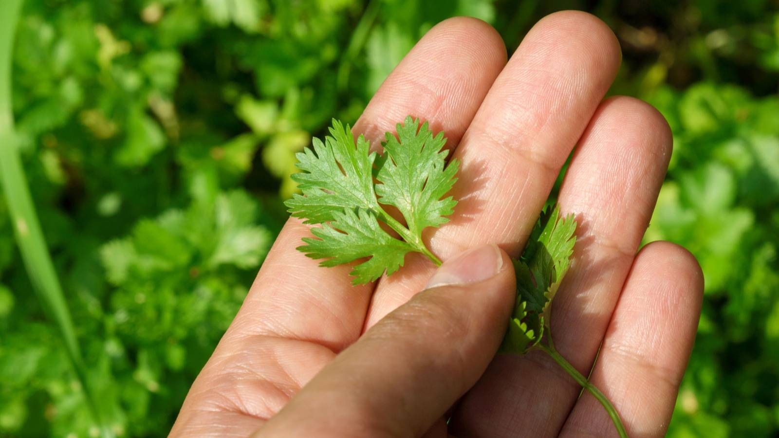 1600x900 Tips for Growing Cilantro in Raised Beds