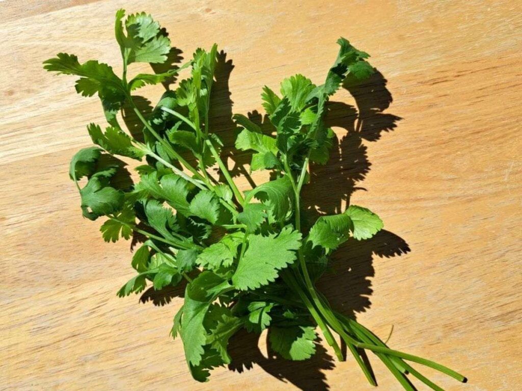 1024x768 Discover the Secrets of Planting Cilantro from Seed
