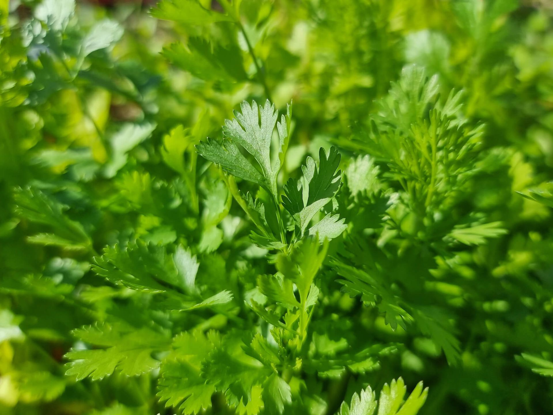1920x1440 Coriandrum sativum Corsat Coriander, Cilantro, Herb 100mm