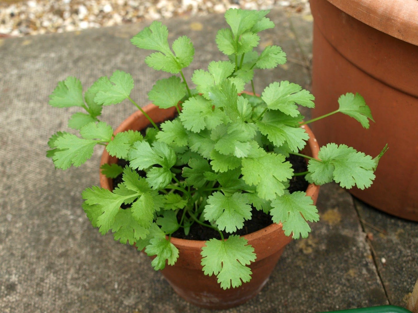 1600x1200 Mark's Veg Plot: Coriander / Cilantro