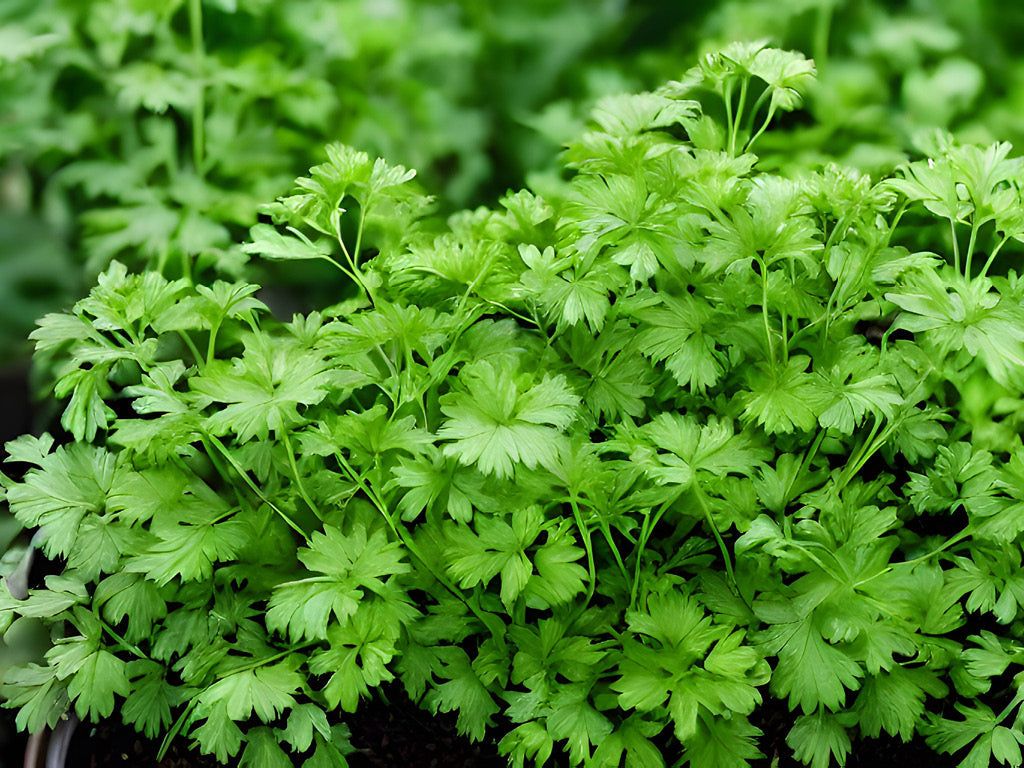 1024x768 Cilantro Grow Guide: How to Plant, Grow and Harvest Cilantro