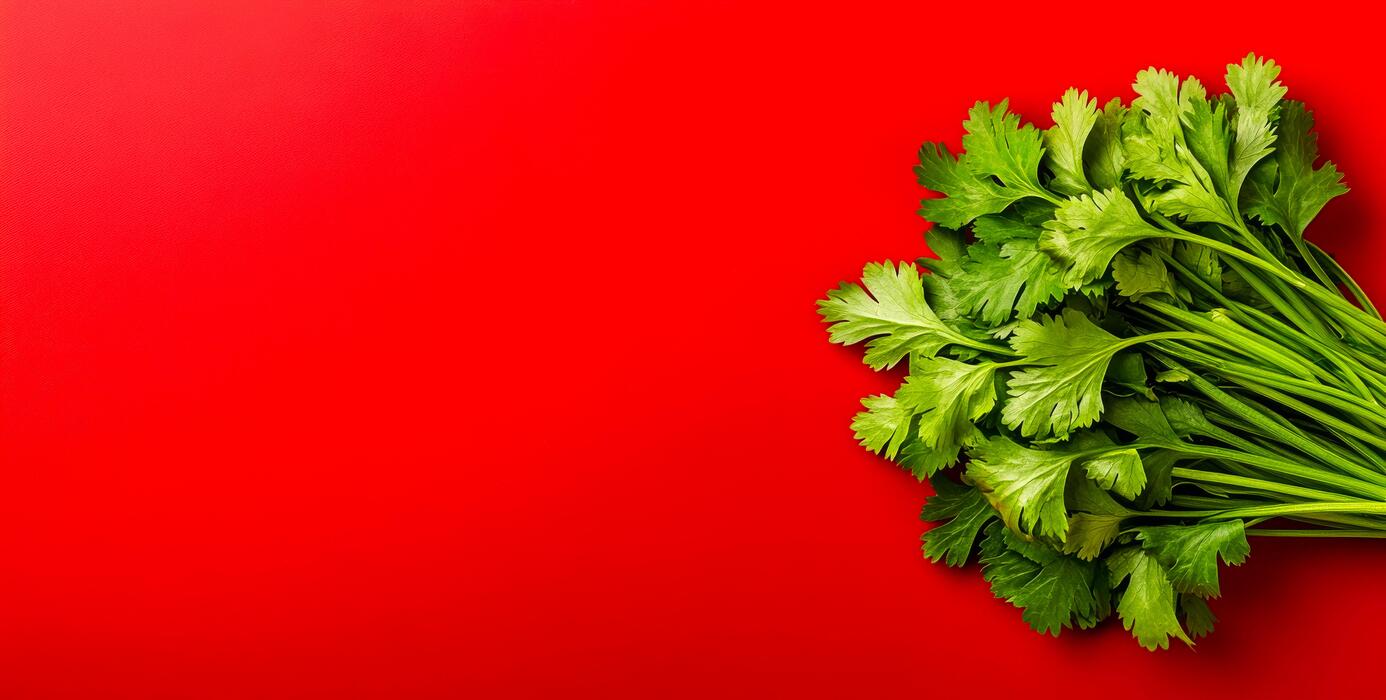 1386x700 Cilantro leaves on bright bg. Fresh, vibrant green cilantro leaves with unique shapes, perfect for cooking, are beautifully displayed